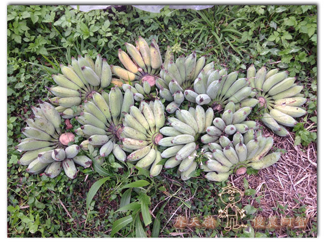 螢光滿溢,您對傻農的支持讓螢火蟲有了家_img_12