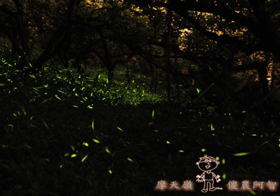 螢光滿溢，您對傻農的支持讓螢火蟲有了家