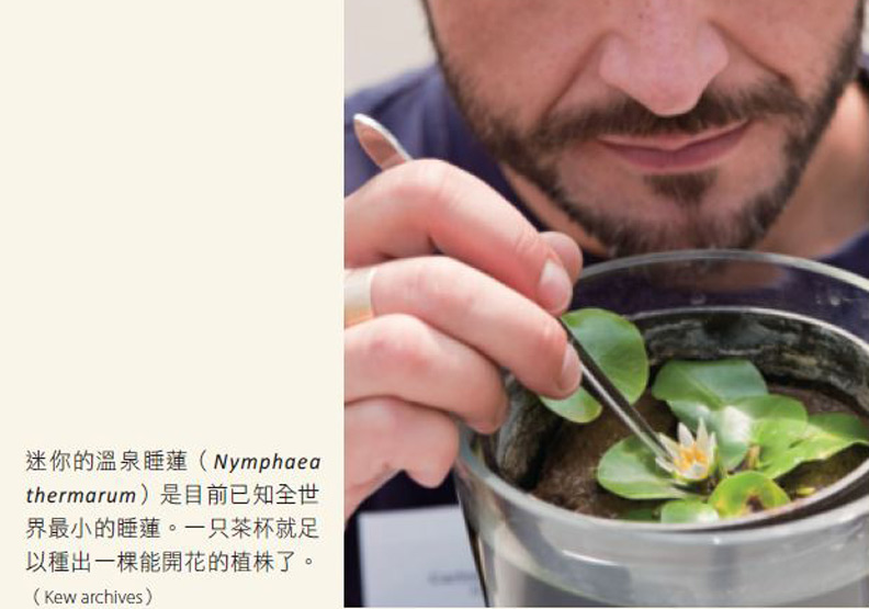 溫泉睡蓮失竊，為何會掀起一場媒體風暴？