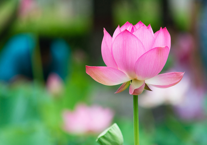 把日子過成一首詩