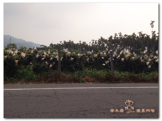 無農藥栽培之立體化種植~枇杷篇_img_1