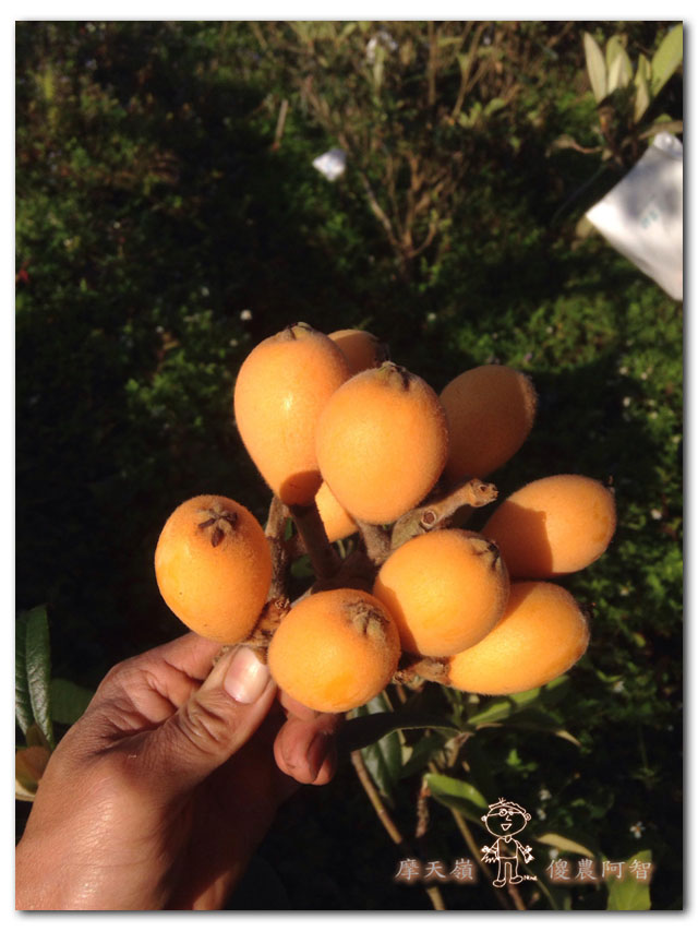 無農藥栽培之立體化種植~枇杷篇_img_2