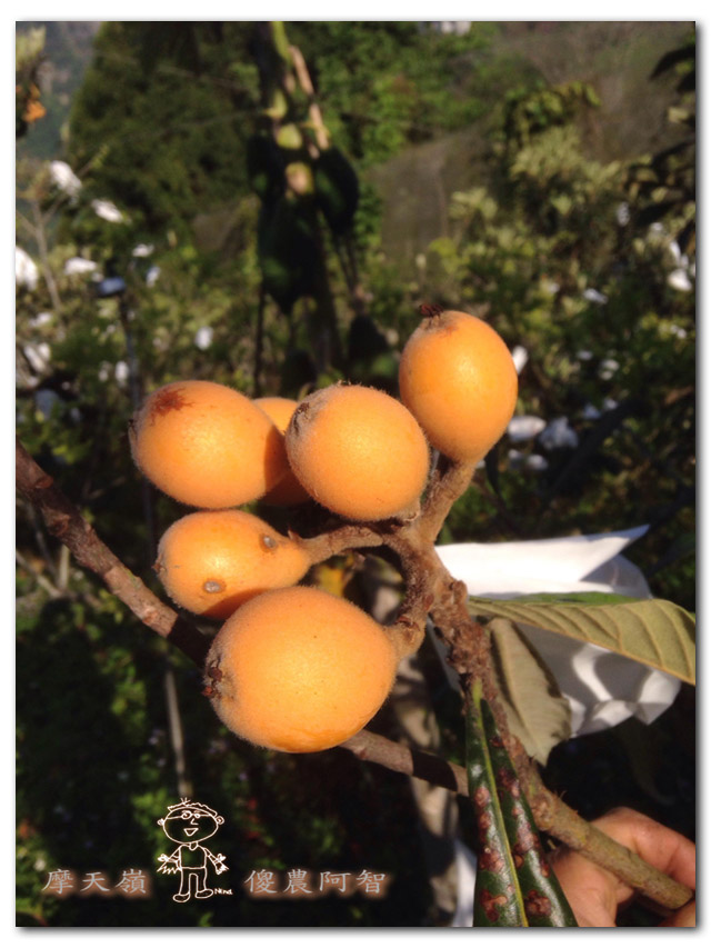 無農藥栽培之立體化種植~枇杷篇_img_3