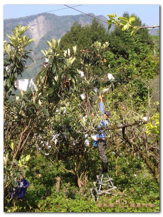 無農藥栽培之立體化種植~枇杷篇_img_4