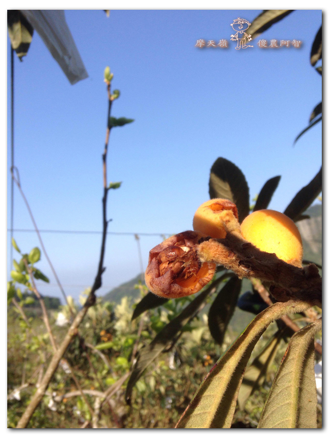 無農藥栽培之立體化種植~枇杷篇_img_5