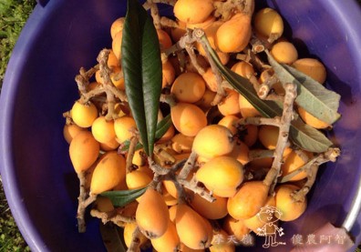 無農藥栽培之立體化種植～枇杷篇