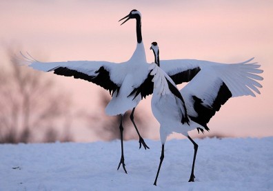 當我沮喪，我會想起誰—我PM生涯的吉祥物