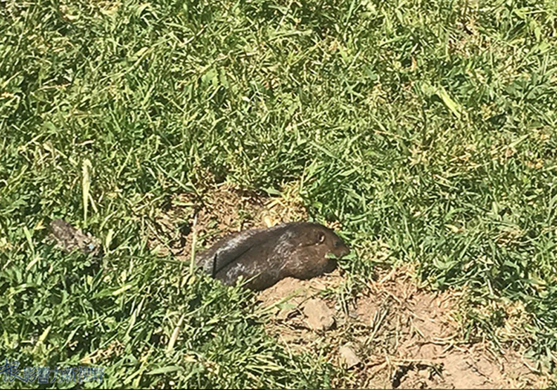 中加州脫俗優雅山城小鎮_img_24