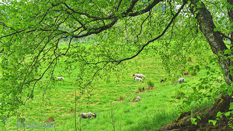 全挪威最深最大的松恩峽灣_img_17