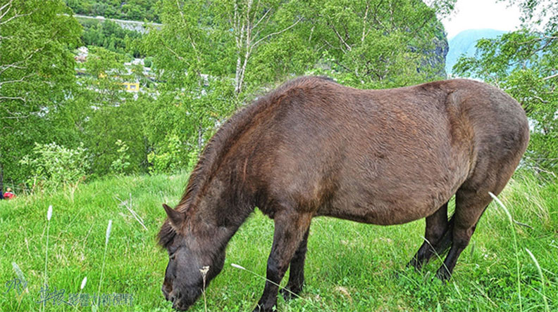 全挪威最深最大的松恩峽灣_img_18