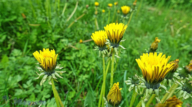 全挪威最深最大的松恩峽灣_img_20