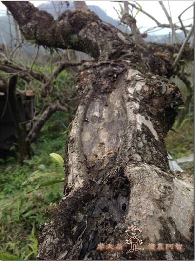 從修剪到疏花，邁向無農藥栽培第八年的開端_img_2