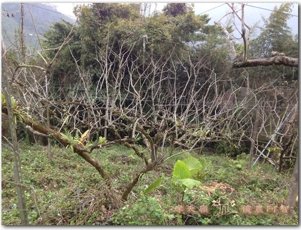 從修剪到疏花，邁向無農藥栽培第八年的開端_img_3