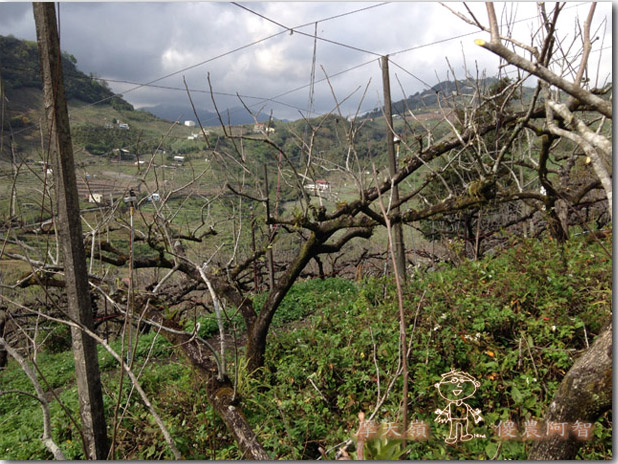 從修剪到疏花，邁向無農藥栽培第八年的開端_img_4