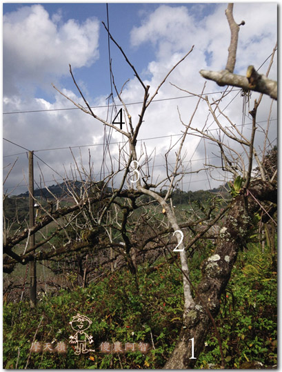 從修剪到疏花，邁向無農藥栽培第八年的開端_img_5