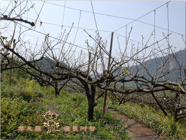 從修剪到疏花，邁向無農藥栽培第八年的開端_img_6