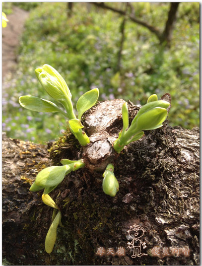 從修剪到疏花，邁向無農藥栽培第八年的開端_img_7