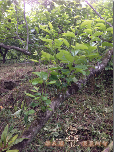 從修剪到疏花，邁向無農藥栽培第八年的開端_img_8