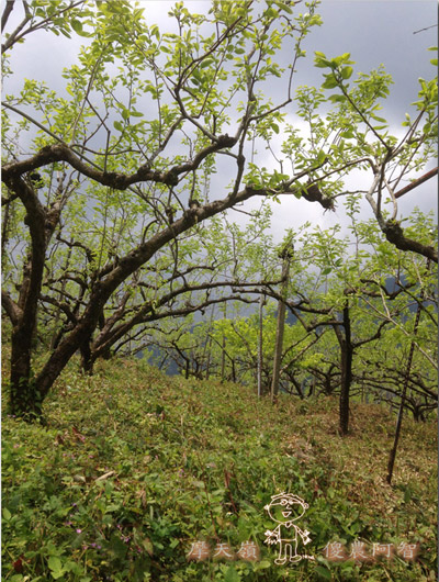 從修剪到疏花，邁向無農藥栽培第八年的開端_img_9