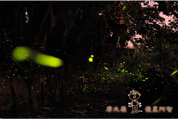 從修剪到疏花，邁向無農藥栽培第八年的開端_img_10