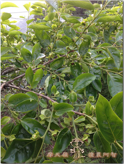 從修剪到疏花，邁向無農藥栽培第八年的開端_img_11