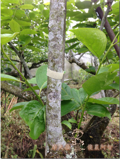 從修剪到疏花，邁向無農藥栽培第八年的開端_img_14