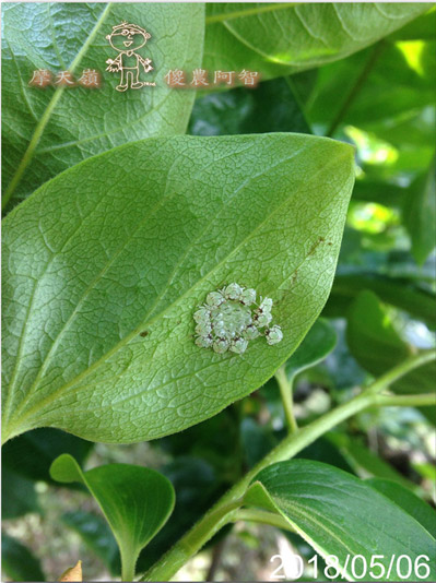 從修剪到疏花，邁向無農藥栽培第八年的開端_img_15