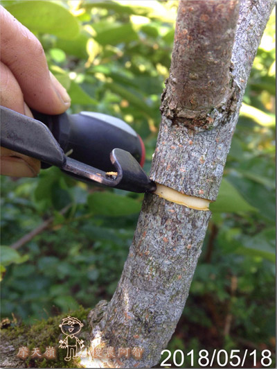 從修剪到疏花，邁向無農藥栽培第八年的開端_img_18