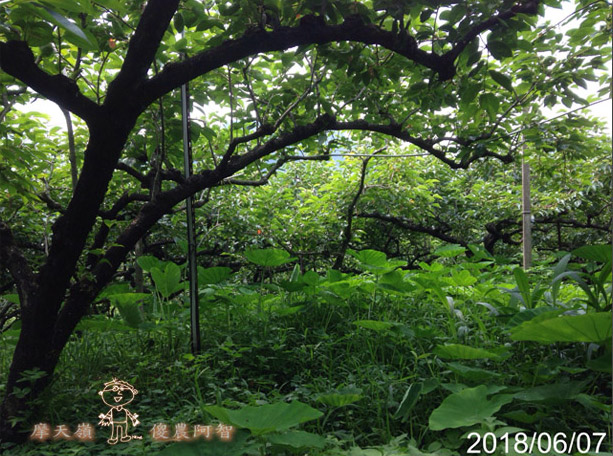 從修剪到疏花，邁向無農藥栽培第八年的開端_img_19