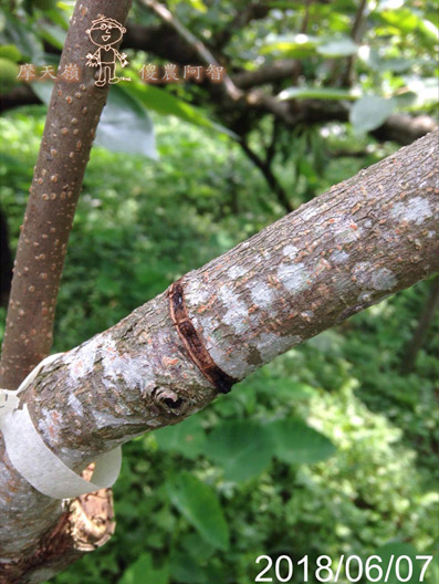 從修剪到疏花，邁向無農藥栽培第八年的開端_img_20