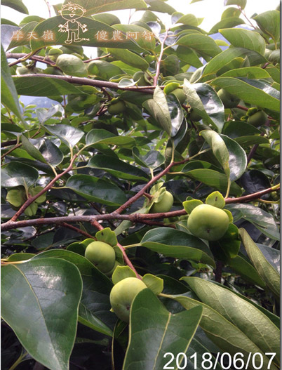 從修剪到疏花，邁向無農藥栽培第八年的開端_img_21