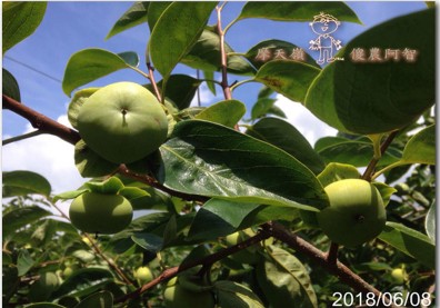 從修剪到疏花，邁向無農藥栽培第八年的開端