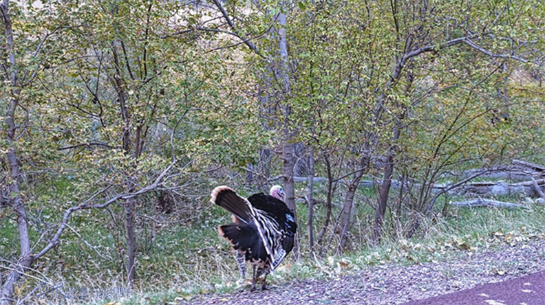 錫安國家公園經典必玩景點_img_9