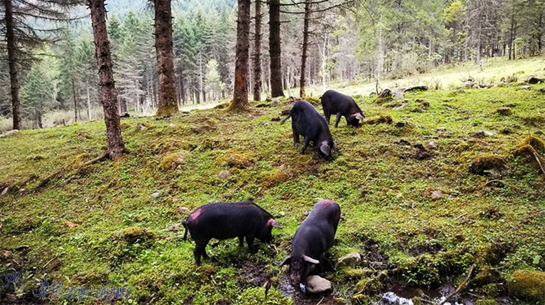 走進淳樸原生態的神木壘_img_11