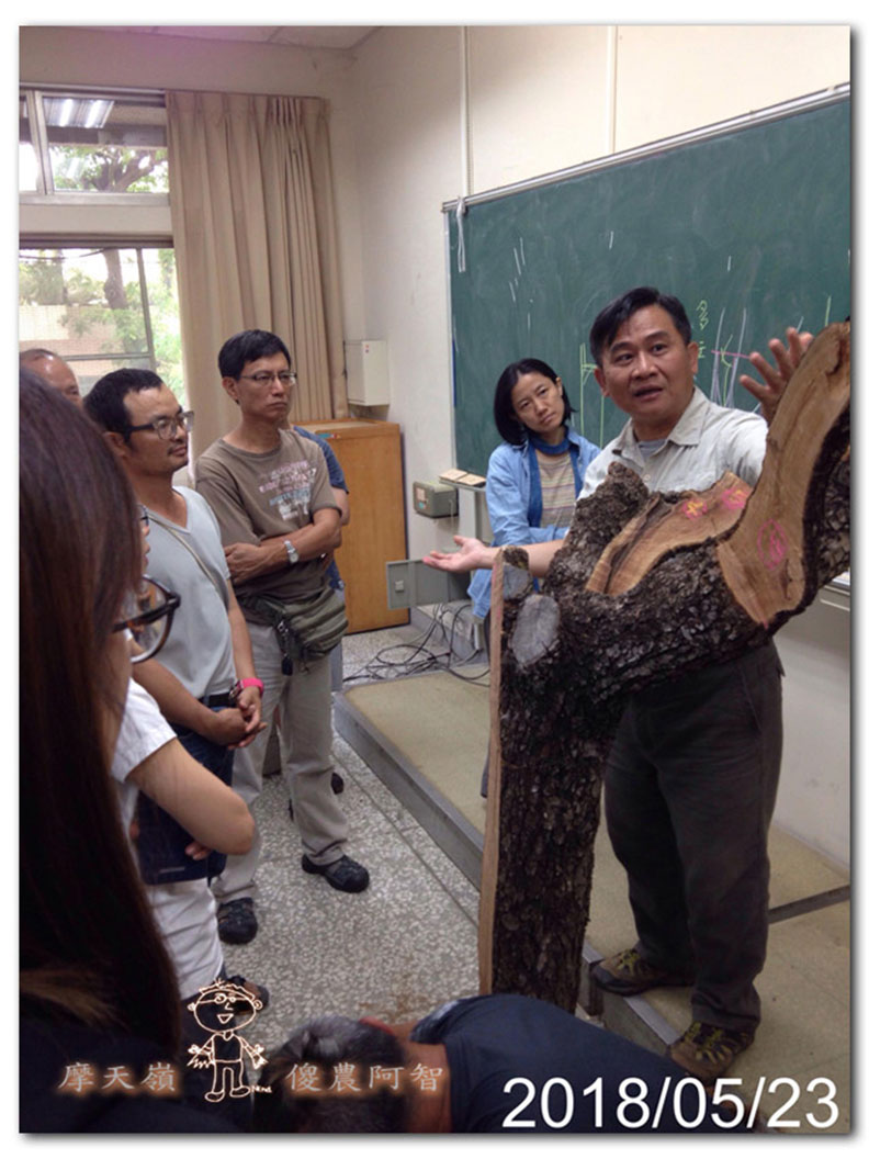 從錯誤中學習正確對待樹木的方法_img_9