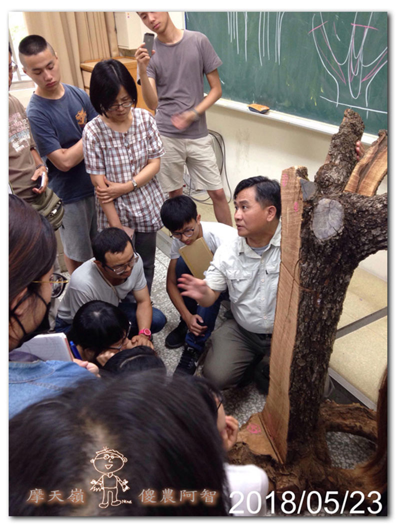 從錯誤中學習正確對待樹木的方法_img_10