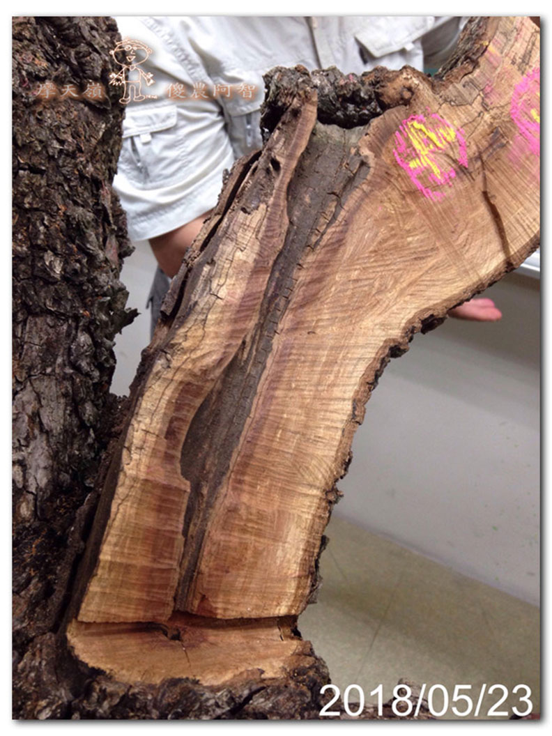 從錯誤中學習正確對待樹木的方法_img_11