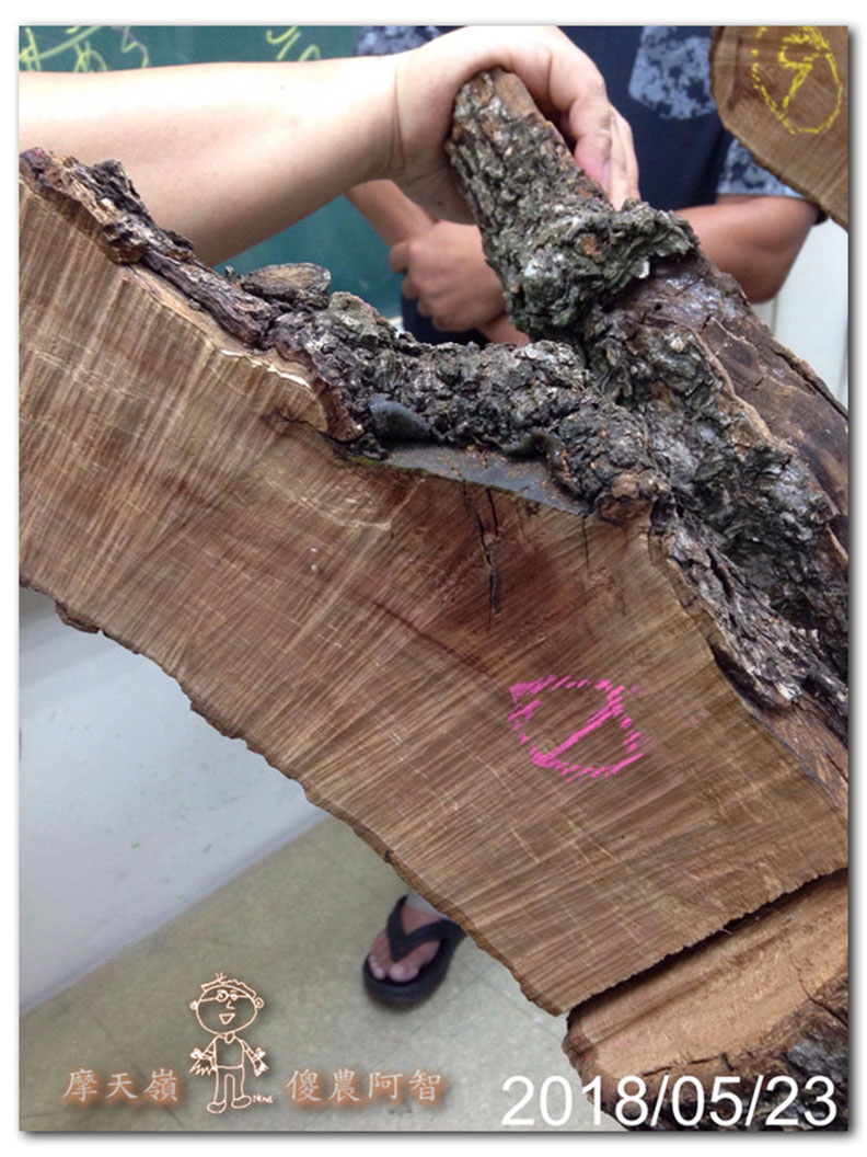 從錯誤中學習正確對待樹木的方法_img_12