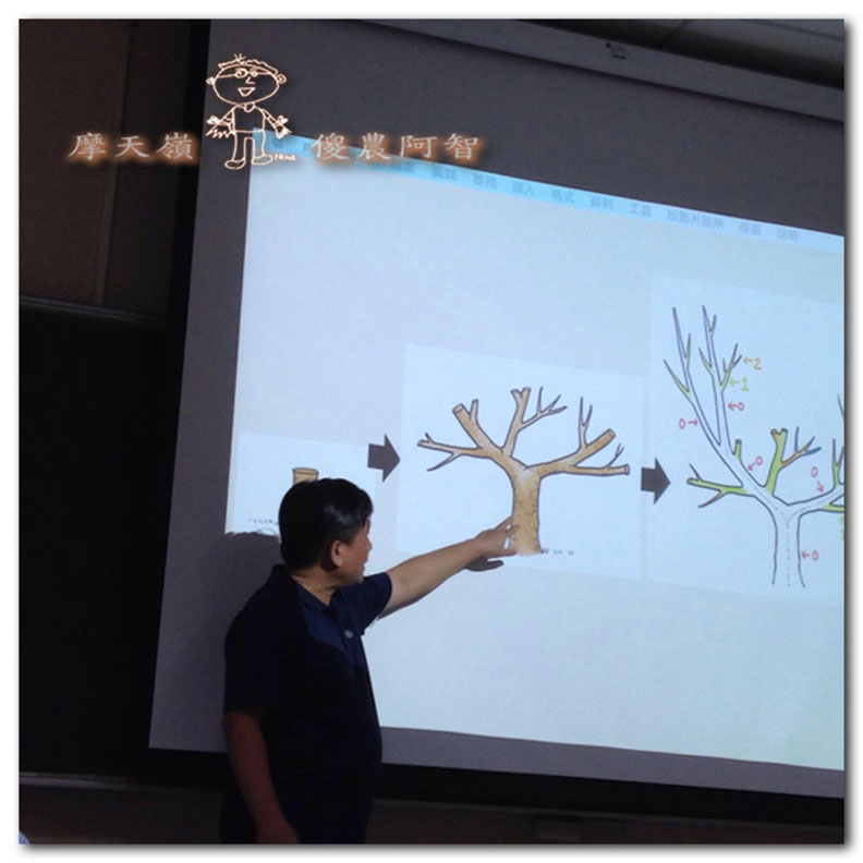 從錯誤中學習正確對待樹木的方法_img_19