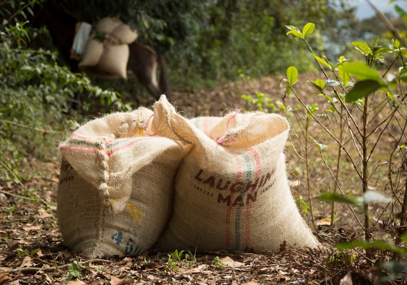 不只是個巨星!休傑克曼攜手非洲咖啡農拯救弱勢環境_img_4