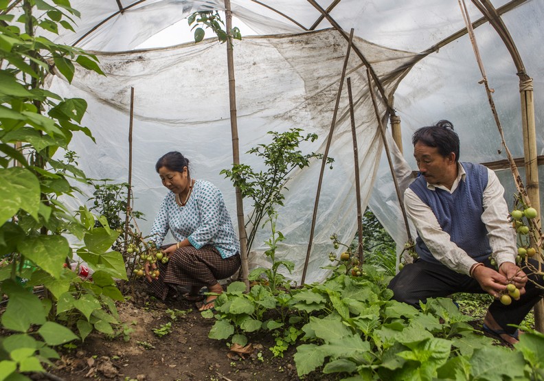 印度錫金州15年來全面禁止農藥!台灣能做到嗎?_img_1