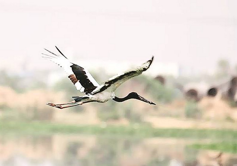 人類對不起你!一張心碎照片揭露長喙鳥的無奈_img_1