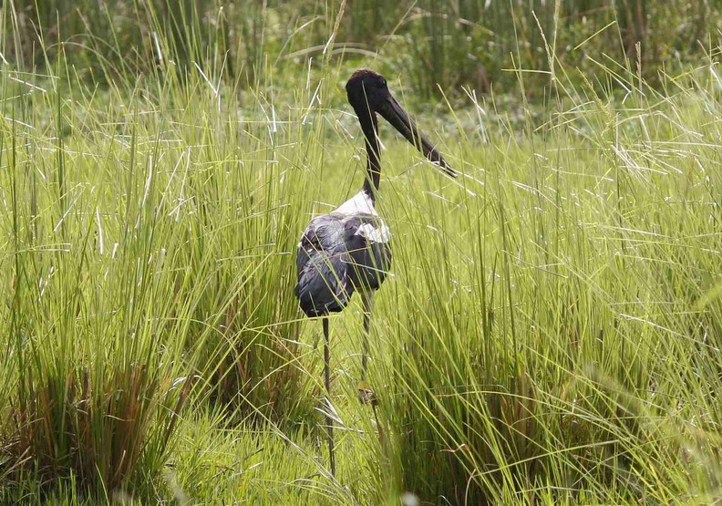 人類對不起你!一張心碎照片揭露長喙鳥的無奈_img_2