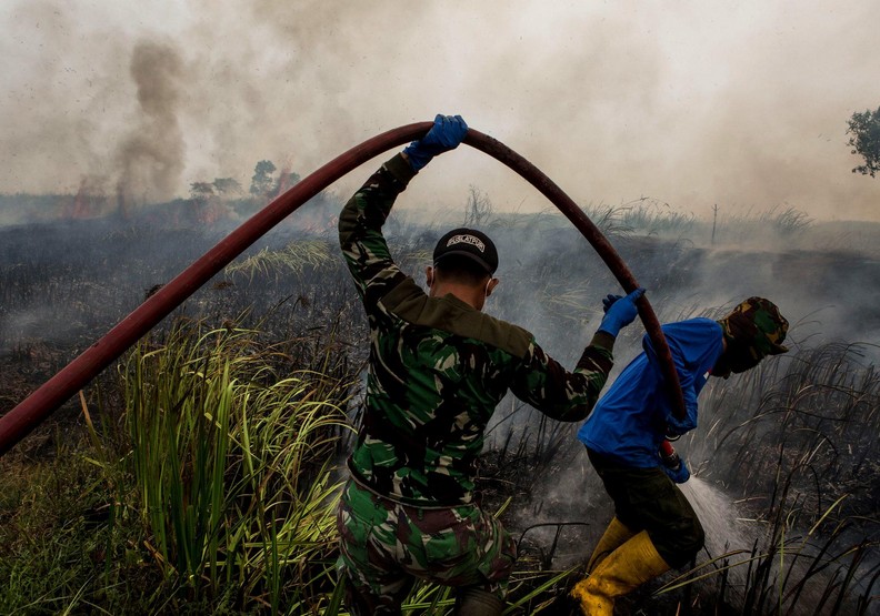心碎的衝擊！熱帶雨林正遭遇破記錄的盜伐損失_img_3