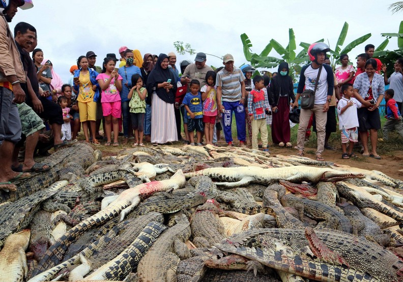 何等的荒謬？一名村民被鱷魚咬死，而他同胞屠殺近300隻鱷魚報復