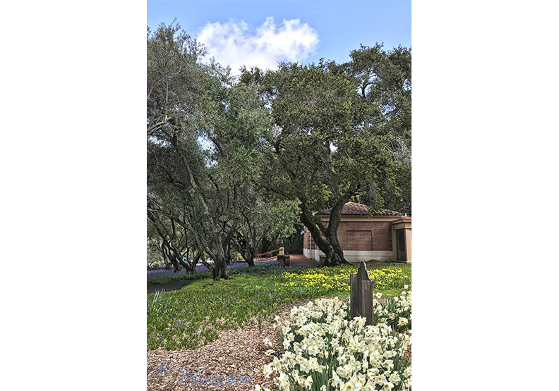 賞花極致體驗!見證北加州費羅麗莊園之美_img_1