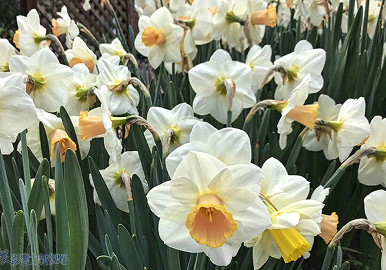 賞花極致體驗!見證北加州費羅麗莊園之美_img_2