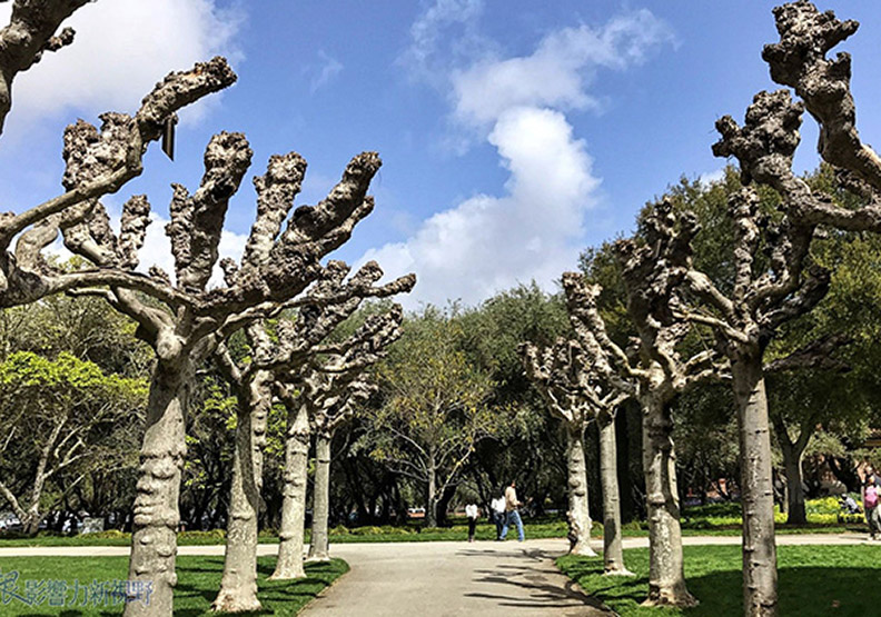 賞花極致體驗!見證北加州費羅麗莊園之美_img_3