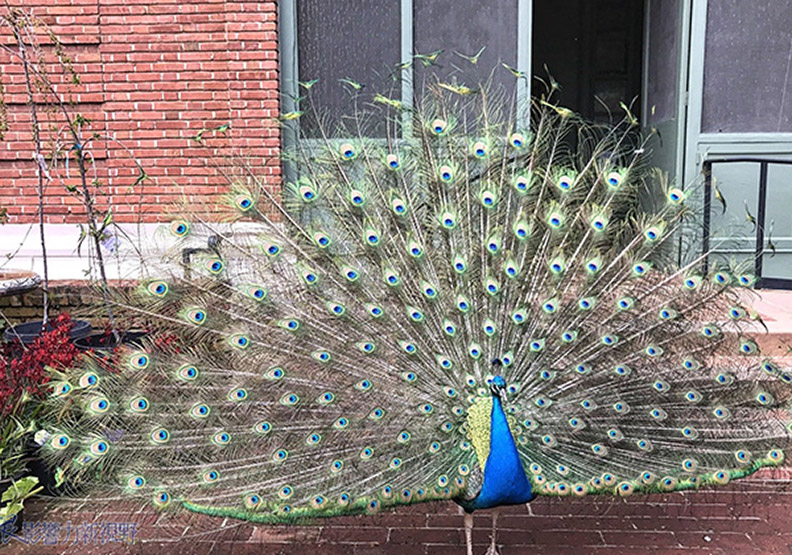 賞花極致體驗!見證北加州費羅麗莊園之美_img_5