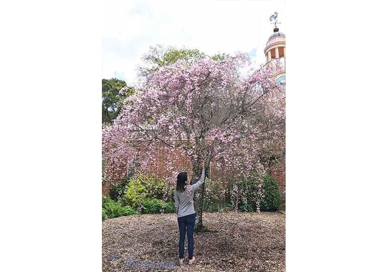 賞花極致體驗!見證北加州費羅麗莊園之美_img_6